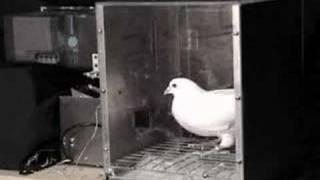 Autoshaping a pigeons keypeck CR [upl. by Aleac]