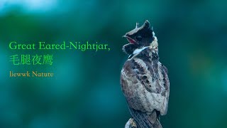 quotbatmanquot calling loud  Great EaredNightjar  毛腿夜鹰 4k recording [upl. by Pauli114]