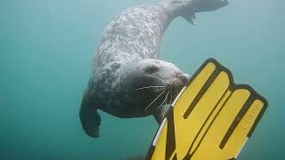 Lundy Island Dive Trip [upl. by Ennovehc452]