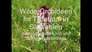 quotWilde Orchideen im Trenta Tal  SlowenienquotLive Video von Karin und Wolfgang Schmökel [upl. by Goltz996]