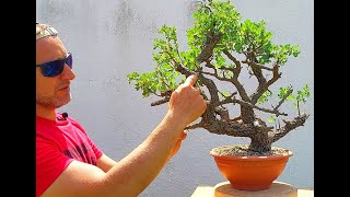 Bonsai Tree Technique Crataegus 3 [upl. by Luca]