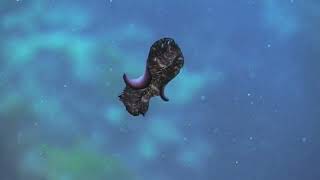 Flatworms platyhelminthes The First Hunter TheShapeOfLife [upl. by Sorazal38]