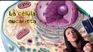 La Célula Eucariota  La célula animal y vegetal Los orgánulos BioESOsfera  BIOLOGÍA [upl. by Faruq]