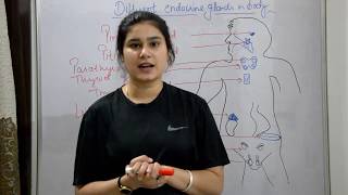 Endocrine system anatomy amp physiology in hindi  glands  functions  locations  structure [upl. by Codding]