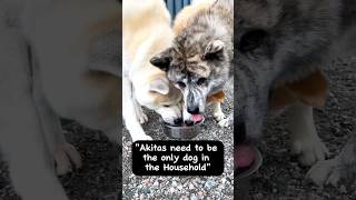 Akita Inu  AntiSocial🐕✨ akitainu dogs 秋田犬 [upl. by Thenna]