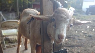 How to Band a Goat  How to Castrate a Buck  Weathering Cinnamon [upl. by Mariette]