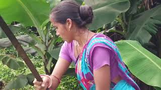 Barbil farmer Mahanta Vegetables Farming 🍌🍌🍌 [upl. by Schwing100]