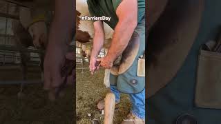 Farriers Day trimming front hoof horse farrier horsecare hooves farrierlife satisfying [upl. by Ayoras]