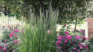 Feather Reed Grass Calamagrostis acutiflora [upl. by Ninos]