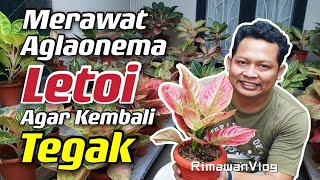 Eps 175 Menyelamatkan Aglaonema yang LayuLetoi  Rimawan Vlog [upl. by Meriel]