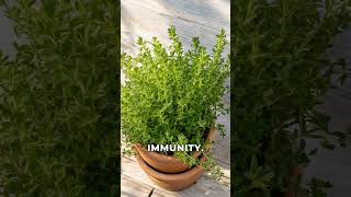 Thyme Tea benefits shorts health healthylifestyle healthy tips healthytips healthyliving [upl. by Ahsemac]