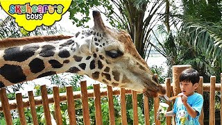 Toddlers back in Singapore Zoo Part 2  Skyhearts safari adventure with animals jungle kids [upl. by Nitsirt492]