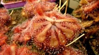 Drosera natalensis  Sundew Carnivorous Plant [upl. by Noremac504]