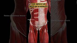 These abdominal muscles forms core in abdomen and are important in Workout abdomen health muscle [upl. by Katzman267]