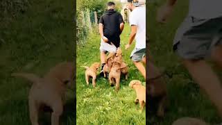 Cuidador de perros recibe una dosis de vergüenza por parte de sus empleadores humor risas [upl. by Octavius717]