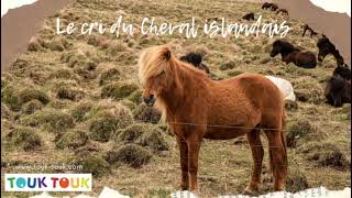 Le cheval islandais  son cri  Le hennissement [upl. by Carthy]