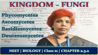 Kingdom Fungi  Phycomycetes  Ascomycetes  Basidiomycetes  Deuteromycetes  Class 11 NCERT [upl. by Atikin]