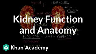 Kidney function and anatomy  Renal system physiology  NCLEXRN  Khan Academy [upl. by Charla560]