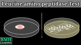 Leucine Aminopeptidase Test  LAP Test [upl. by Conlan863]