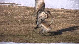 Sandhill Cranes 2011Upclose Mating [upl. by Eeldivad609]