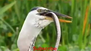 Grey heron call [upl. by Allets]