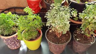 Aralia Plant care and growing tips my aralia plant collection [upl. by Udenihc]