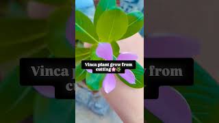 Vinca flower grow from cutting🌸🌸🌿🌿 [upl. by Pierrepont]