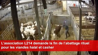 L’association L214 demande la fin de l’abattage rituel pour les viandes halal et casher [upl. by Melita]