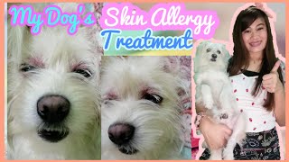 Itchy skin in dogs treatment MANGE skin allergy in dogs galis aso treatment [upl. by Suoivart]