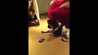 Hector the dog sings the Archers theme tune [upl. by Alby]