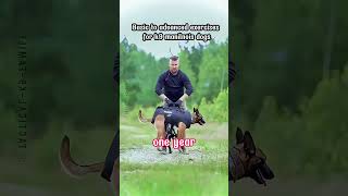 dog military k9protection dogs army army k9 malinois workingk9 soldier armydog [upl. by Ahcsap278]