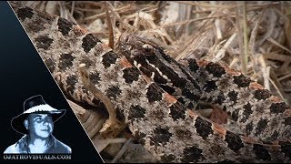 Pygmy Rattlesnake Alert 01 [upl. by Okomom788]