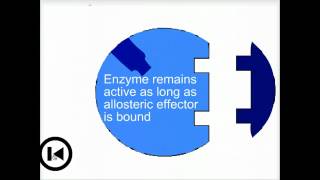 Enzymes amp allosteric regulation  Biofundamentals [upl. by Lopes]