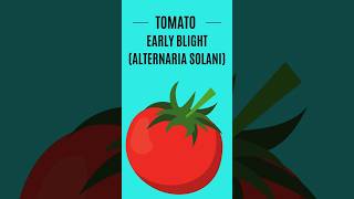 Early Blight Alternaria solani in Tomato cultivation [upl. by Trakas]