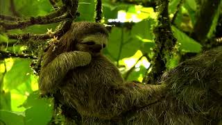 Baby Sloth scratching his fur [upl. by Elburt]