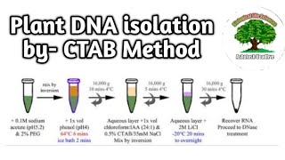 Plant DNA extraction by CTAB Method [upl. by Baum]