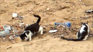 Cats on a Moroccan Beach [upl. by Ingunna]