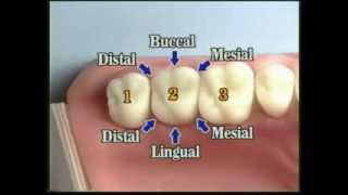 V109 Patient Records Management amp Dental Charting [upl. by Fae]