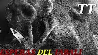 JABALI EN ESPERA [upl. by Evol]