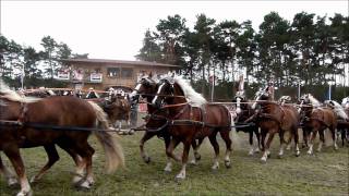 Titanen der Rennbahn 2011Super Quadrille mit 100 Kaltblut  Pferden 10x10 [upl. by Viviyan478]