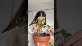 How to propagate a Pilea plant Did you know you can root a Pilea Peperomioides plant hydroplant [upl. by Oahc]