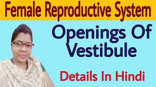 Openings Of Vestibule In Hindi  Female Reproductive System Anatomy In Hindi [upl. by Price]