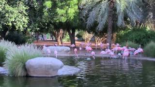 Visiting The Al Ain Zoo in HD [upl. by Crowley]