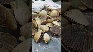 Scalloping Season has begun [upl. by Fazeli379]