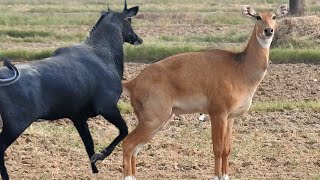 why Nilgai so excited every time nilgaiexcited [upl. by Inod]