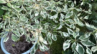 Cornus Controversa Variegata Tree Wedding Cake Tree  Plus Japanese Anemone in August  2023 [upl. by Kragh343]