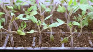 Step by Step 🍅 How To Grow Tomatoes from Seed  Gardeners Supply 👩‍🌾 [upl. by Yenoh]