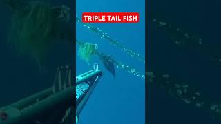 TRIPLE TAIL FISH keacspearfishing fishingactivity maubanquezon spearfishingphilipines [upl. by Fasano745]