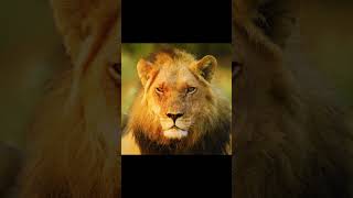 majestic lion in the wild ytshorts nature animalworld4k wildlife shorts [upl. by Rana]