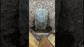 Female Marginated tortoise finishing and then covering up and hiding her nest of eggs [upl. by Annavoj840]